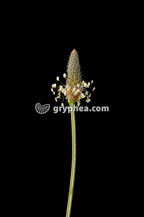 Plantain lancéolé (Plantago lanceolata) - inflorescence et fleurs - gryphea.com